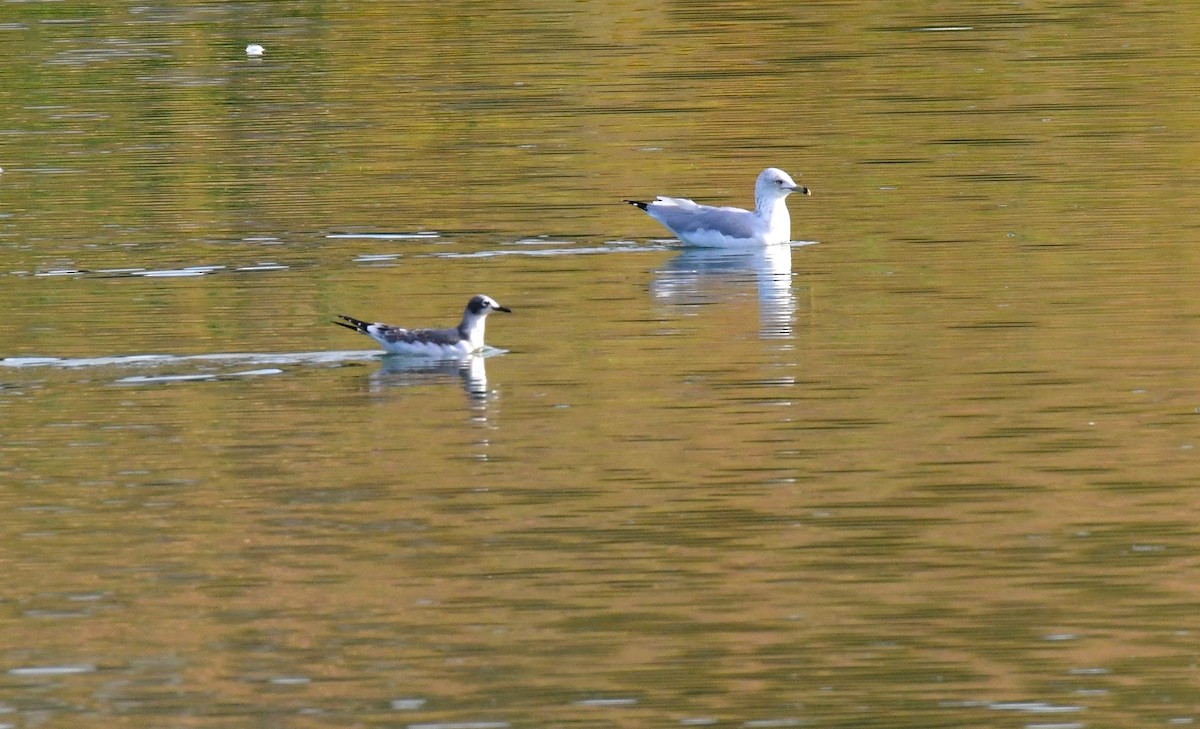 Franklin's Gull - ML623899875