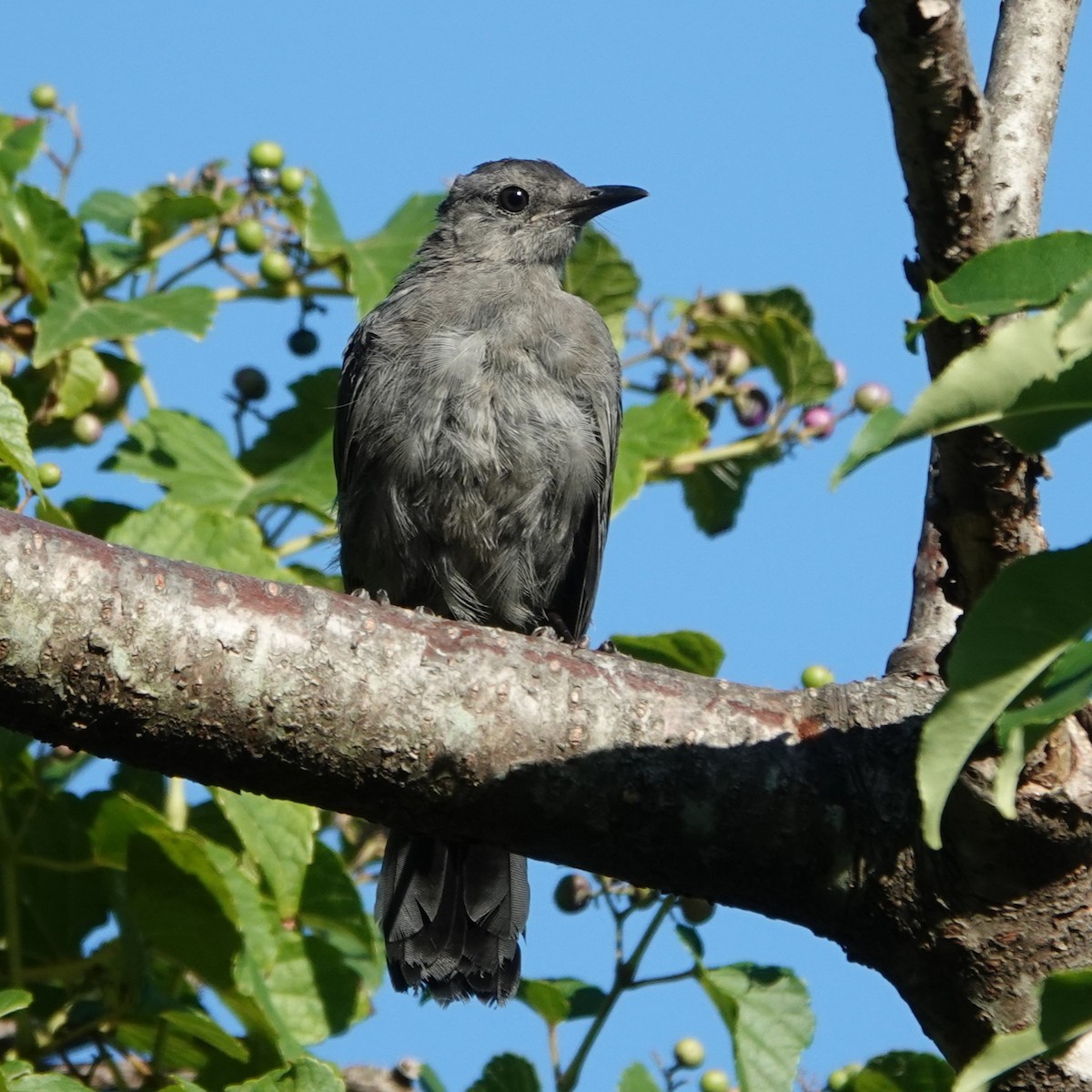 Gray Catbird - ML623899880