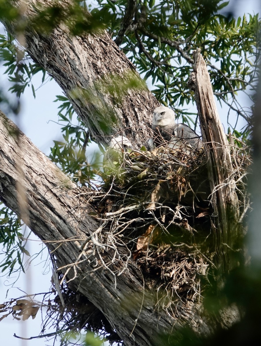 Harpy Eagle - ML623899882