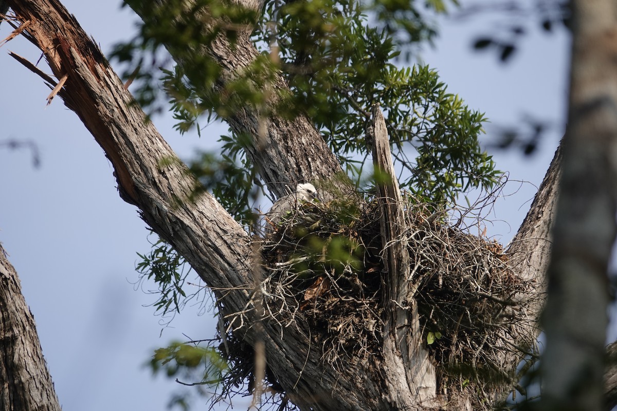 Harpy Eagle - ML623899884