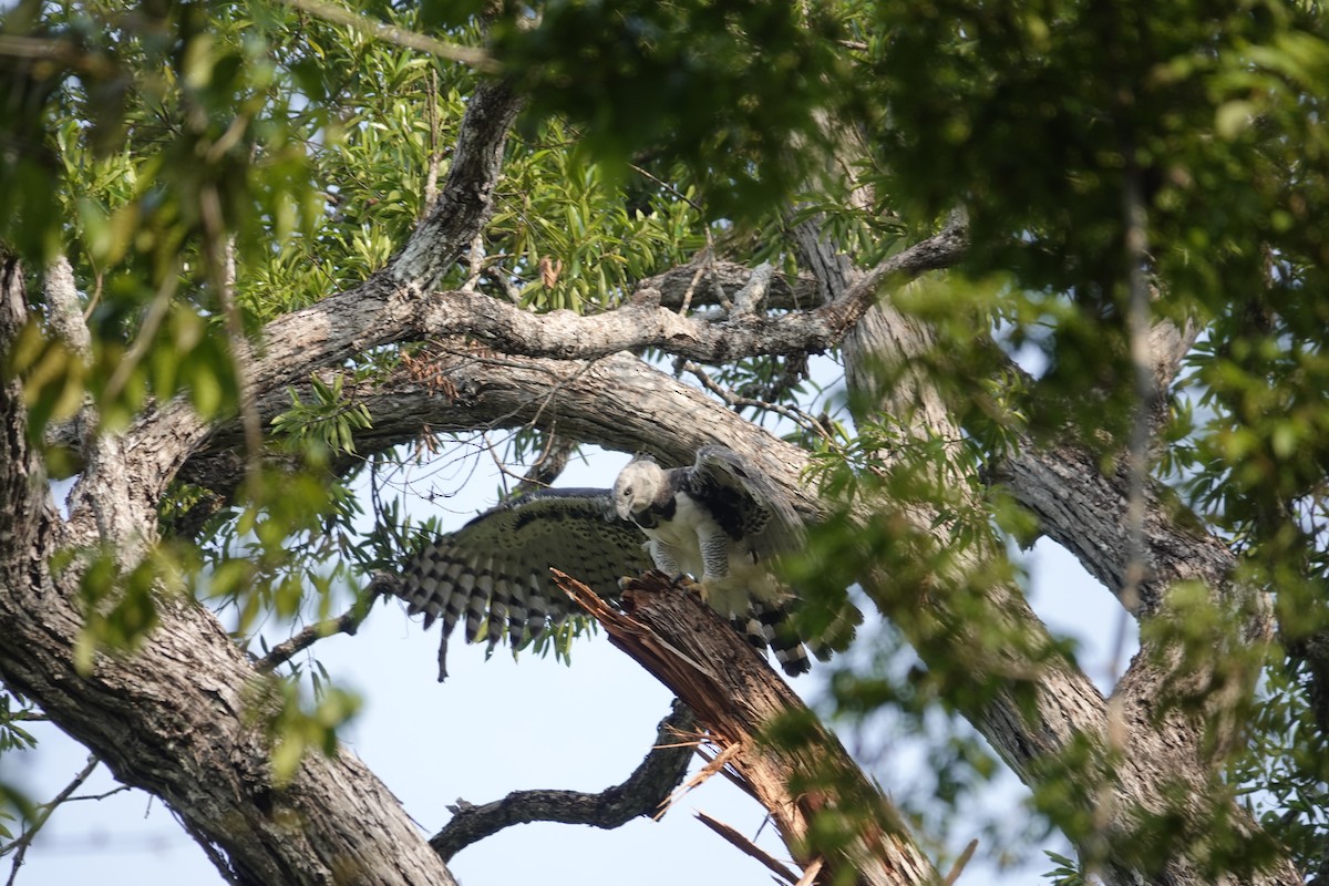 Harpy Eagle - ML623899885