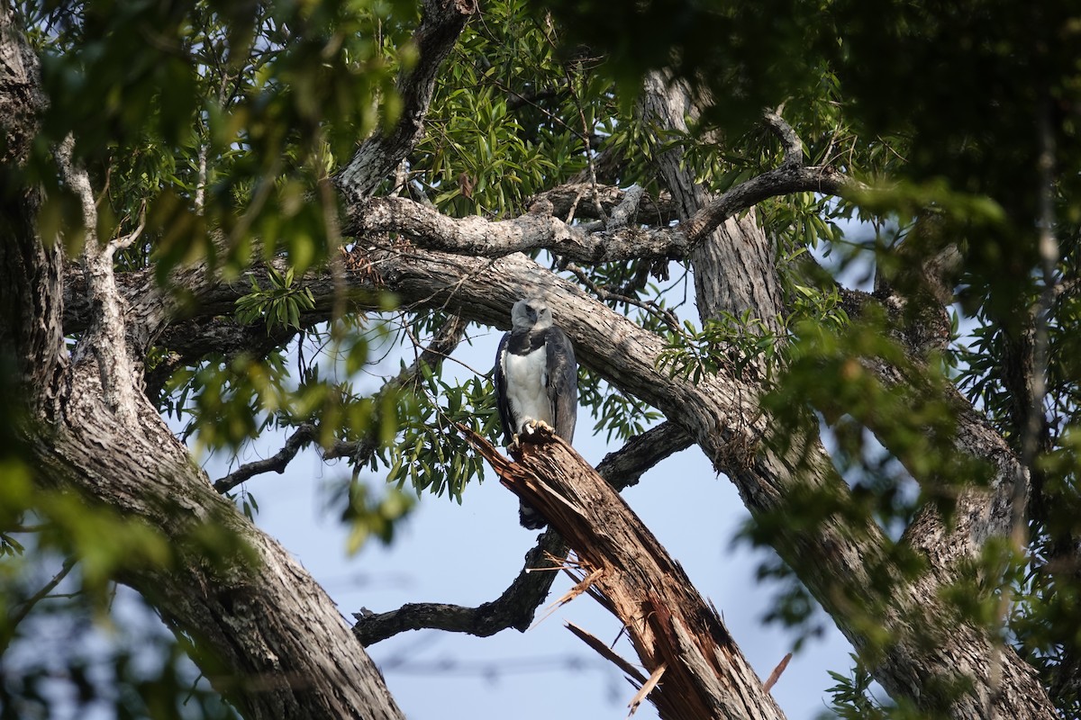 Harpy Eagle - ML623899886