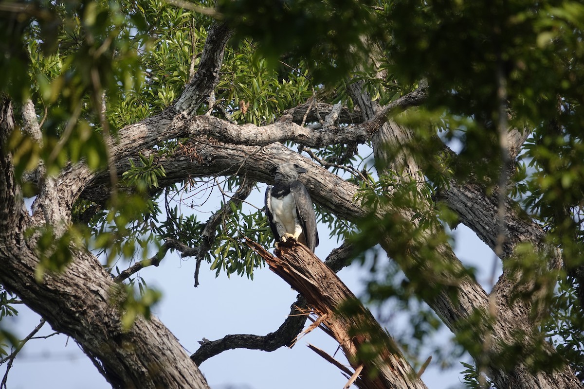 Harpy Eagle - ML623899887