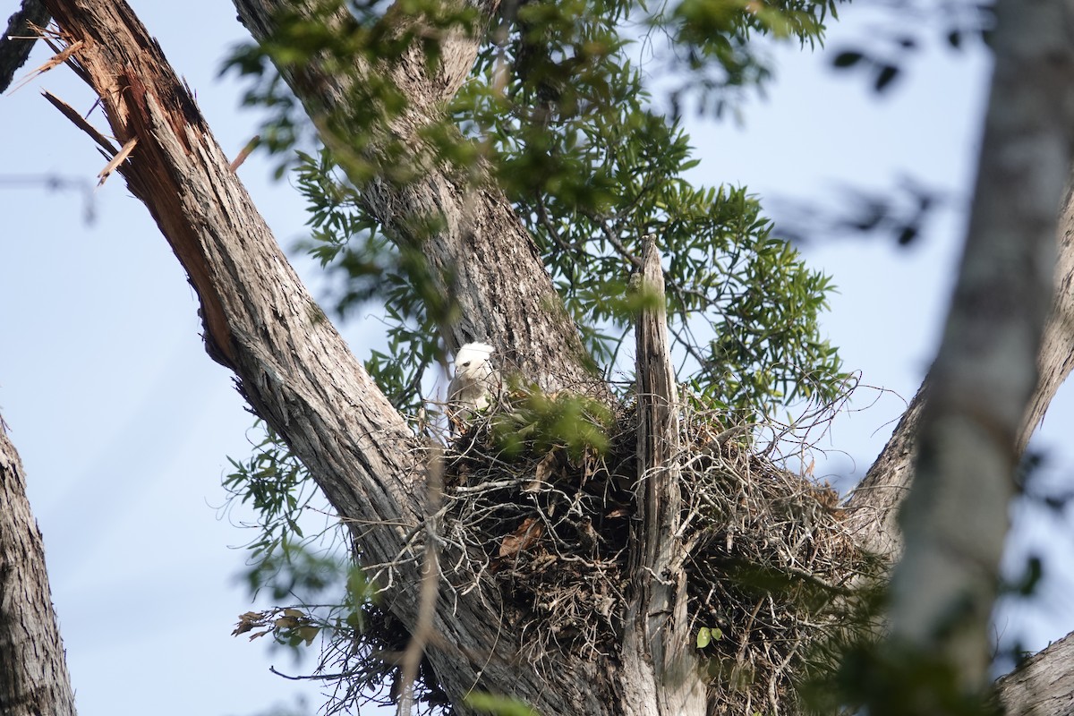 Harpy Eagle - ML623899889