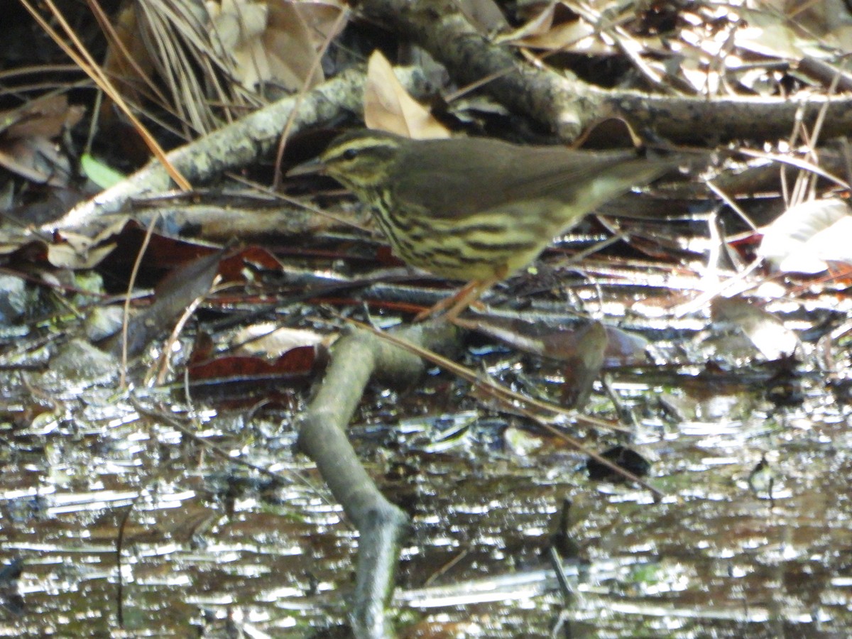 Northern Waterthrush - ML623899893