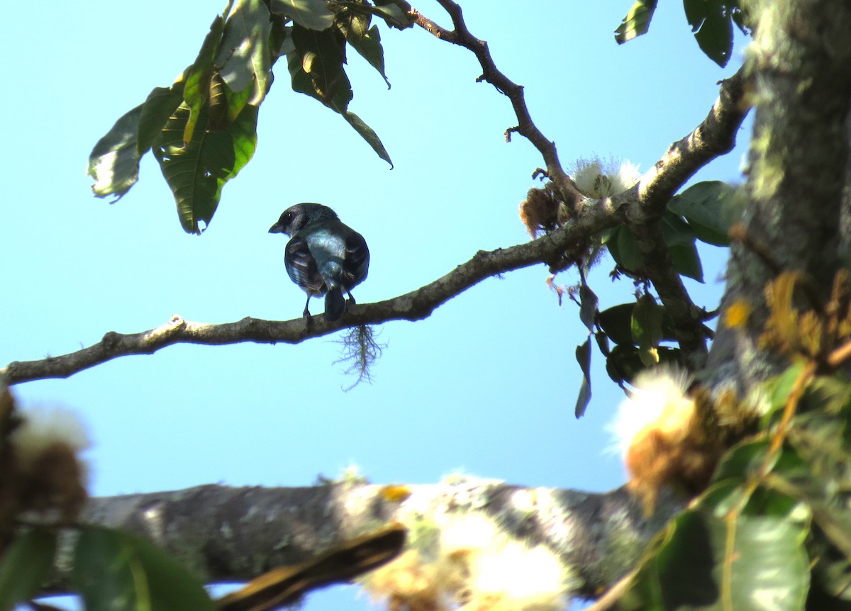 Azure-rumped Tanager - ML623899907