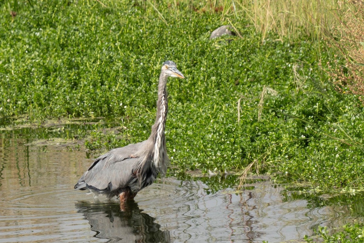 Great Blue Heron - ML623899909