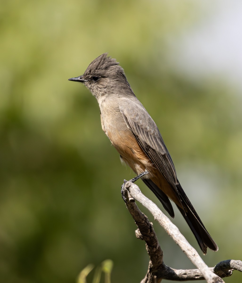 Say's Phoebe - ML623899913