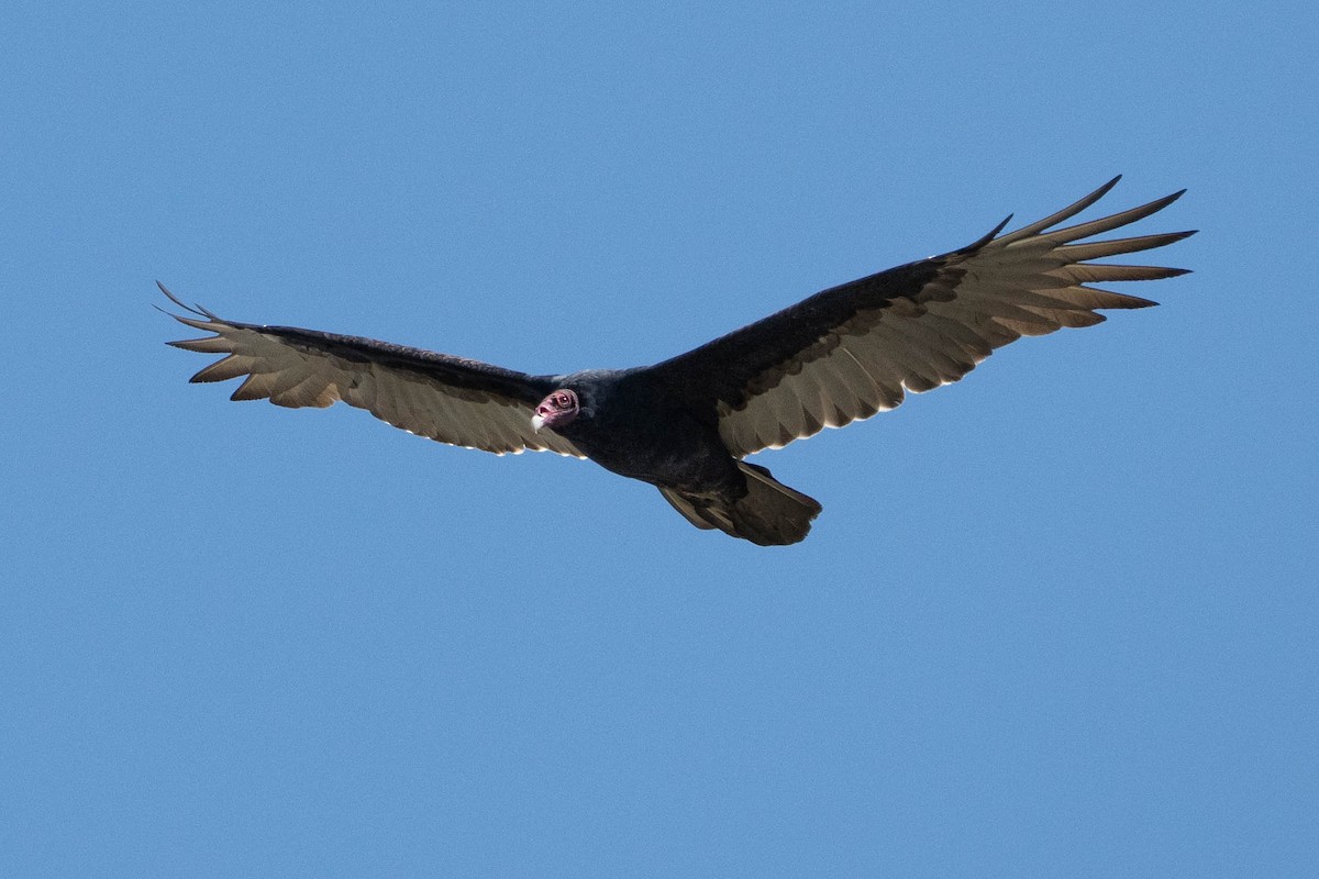 Turkey Vulture - ML623899920