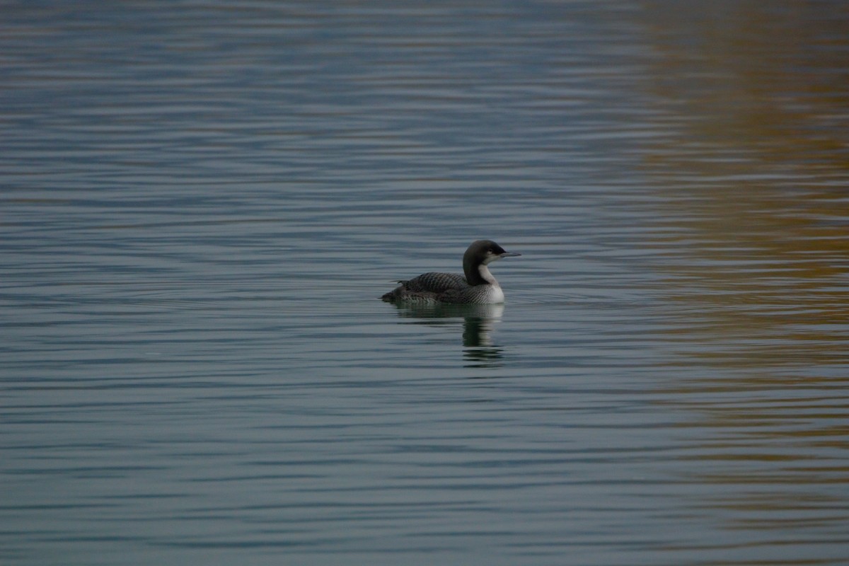 Pacific Loon - Scott Kimber