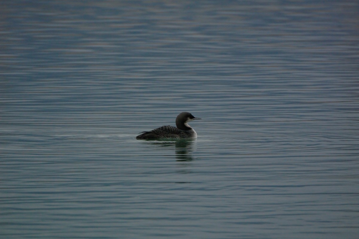 Pacific Loon - ML623899930