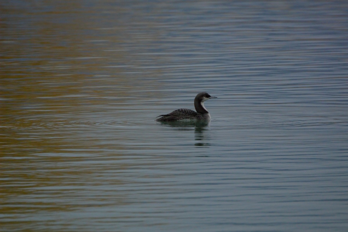 Pacific Loon - ML623899932