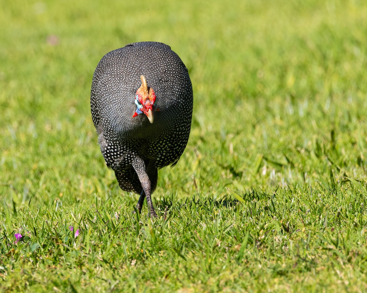 Helmeted Guineafowl - ML623899936