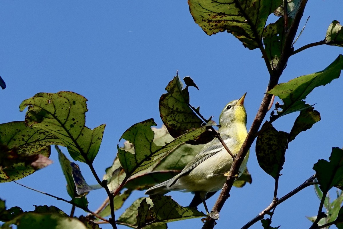 Northern Parula - ML623899948