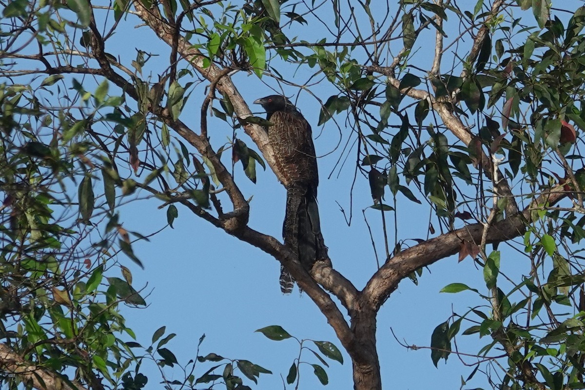 Pheasant Coucal - ML623899969