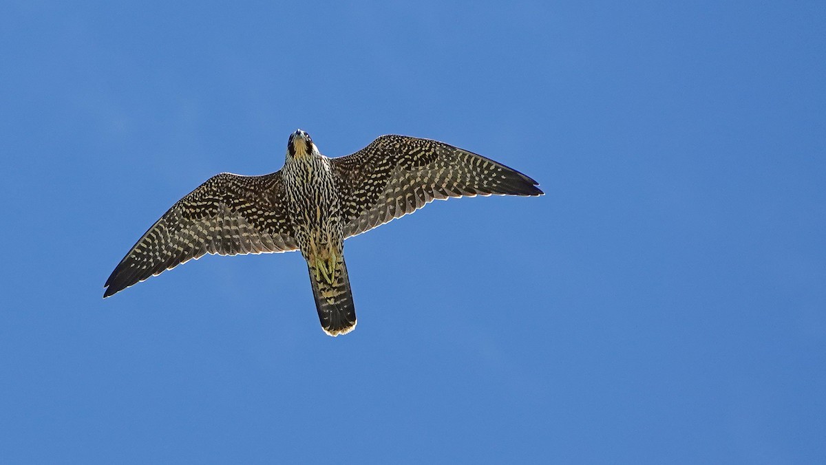 Peregrine Falcon - ML623899970