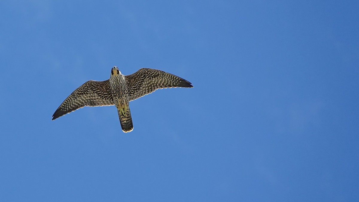 Peregrine Falcon - ML623899971