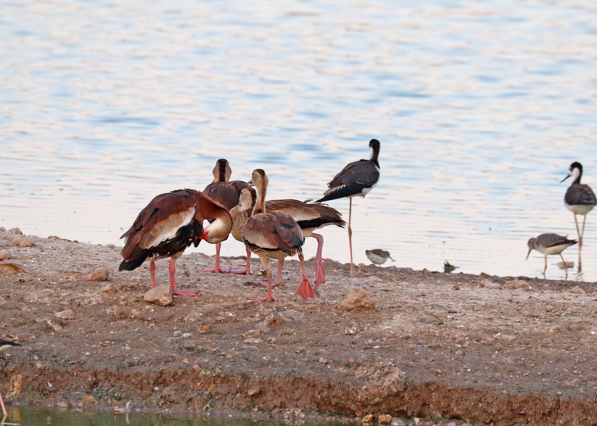 Black-bellied Whistling-Duck - ML623899974