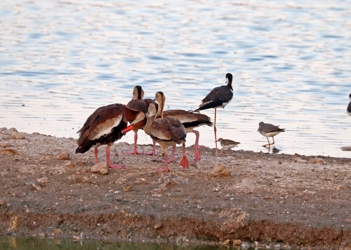 Black-bellied Whistling-Duck - ML623899975