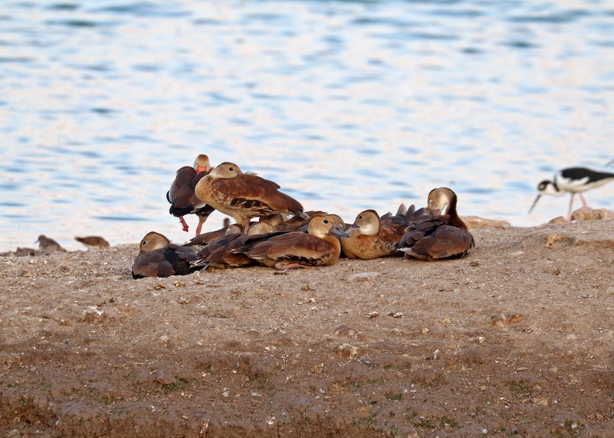 Black-bellied Whistling-Duck - ML623899976