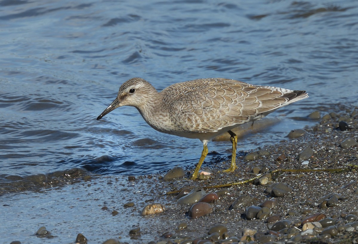 Red Knot - ML623899977