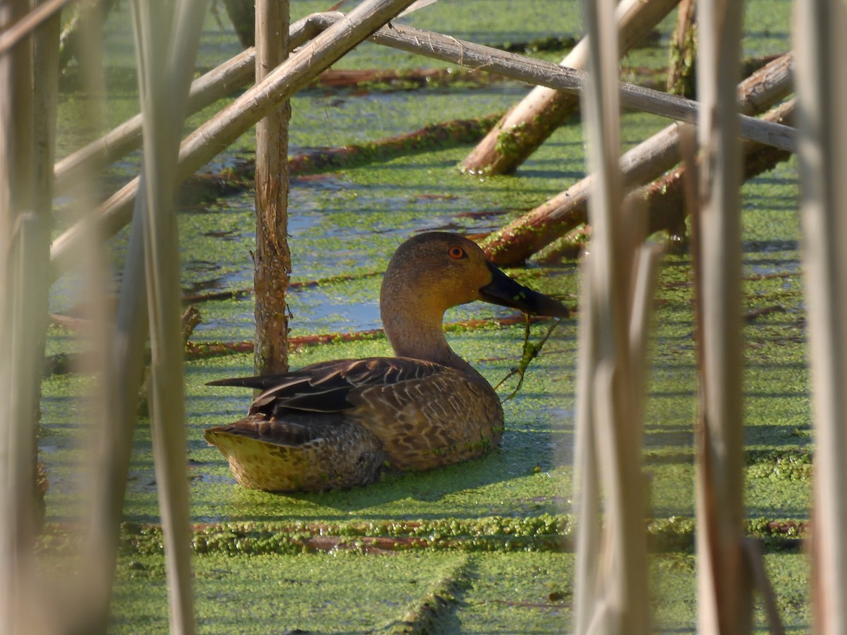 Cinnamon Teal - ML623899983