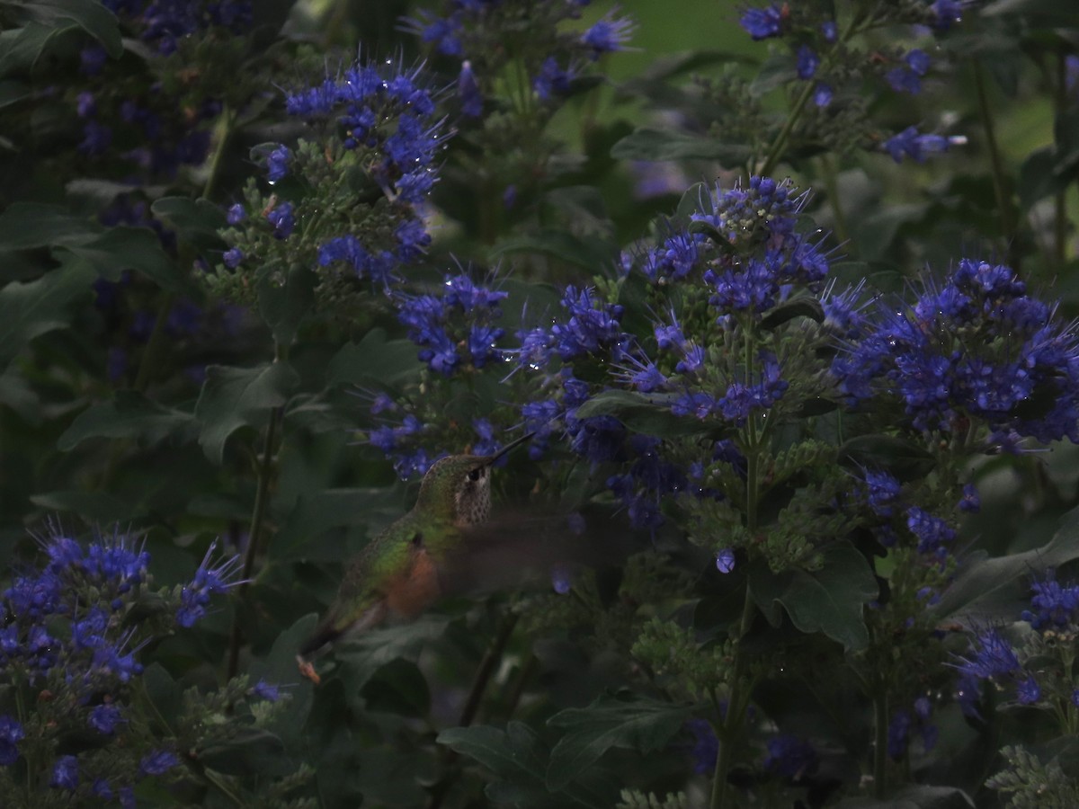 Calliope Hummingbird - ML623899986