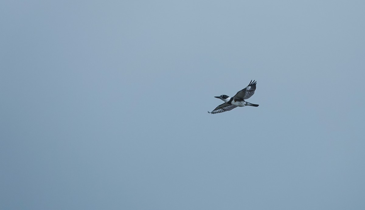 Belted Kingfisher - ML623899989