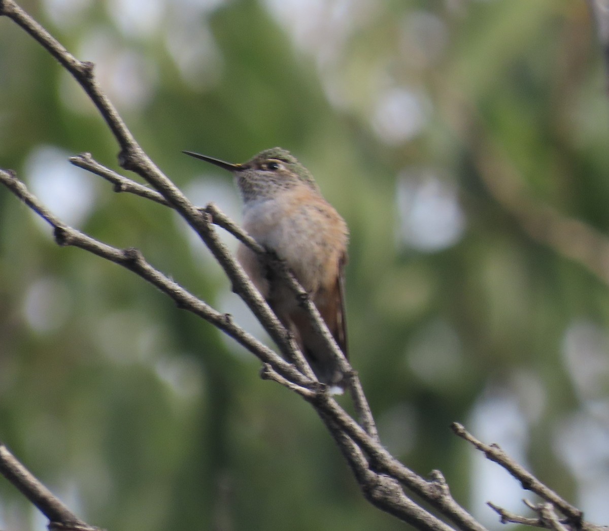 Calliope Hummingbird - ML623899991