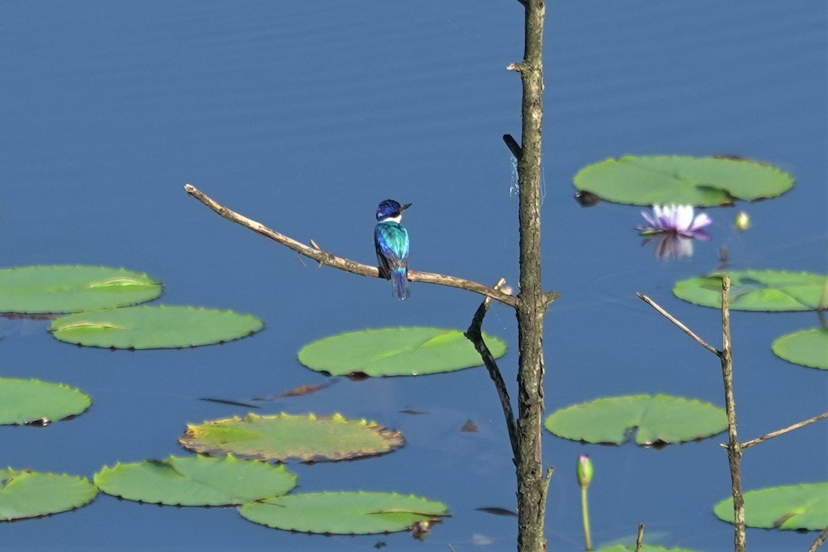 Forest Kingfisher - Cynthia Su