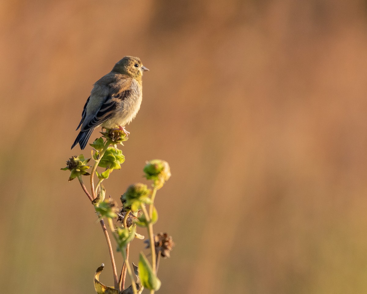 American Goldfinch - ML623900077