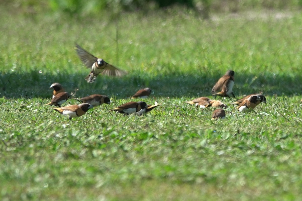 Chestnut-breasted Munia - ML623900079