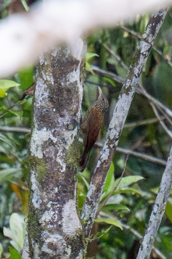 Striped Woodcreeper - ML623900102