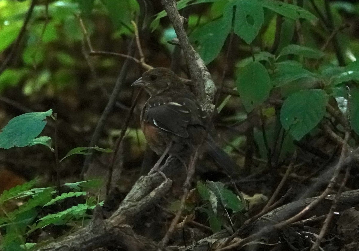 Eastern Towhee - ML623900121