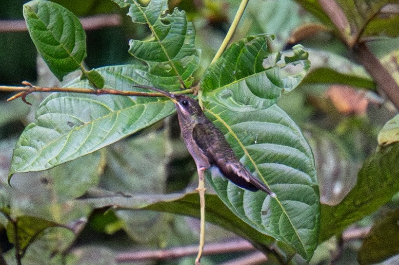 White-bearded Hermit - ML623900146