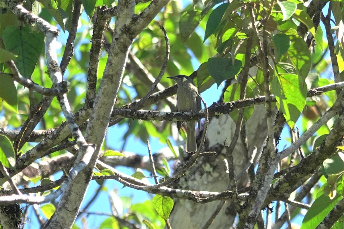 Yellow-spotted Honeyeater - ML623900192