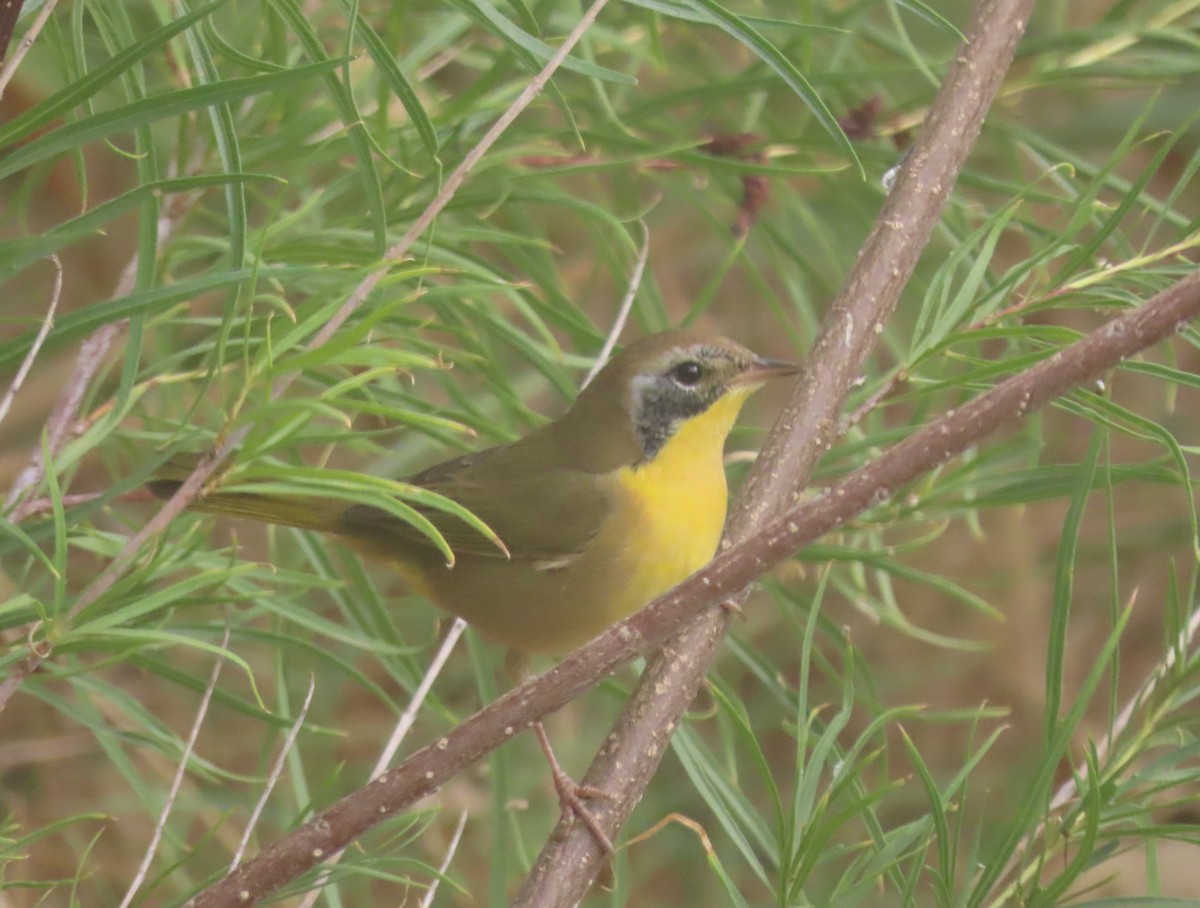 Common Yellowthroat - John Harris