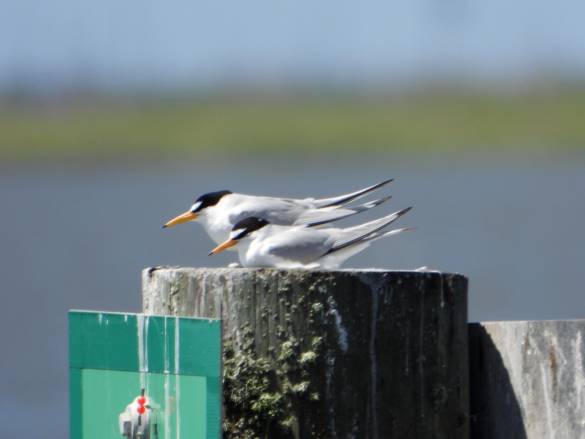 Least Tern - ML623900212