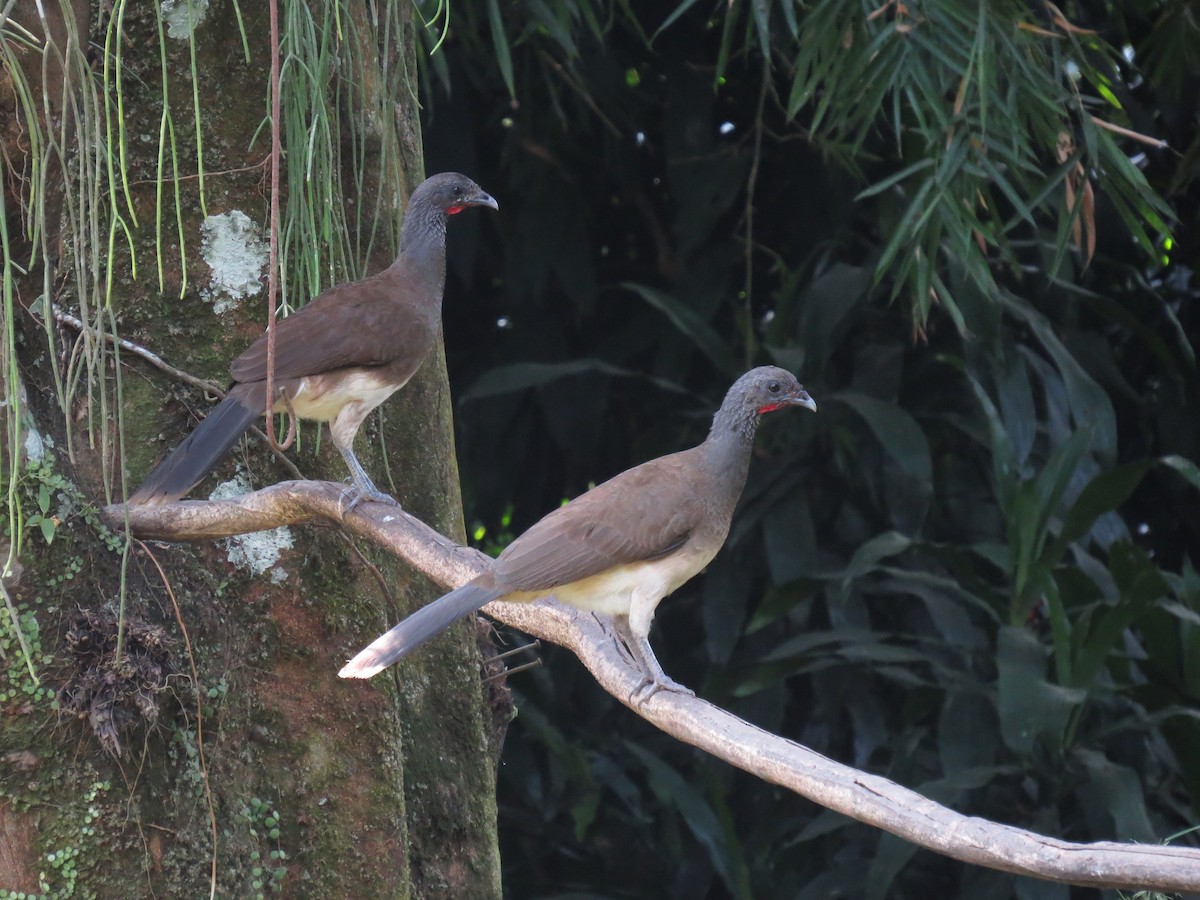 White-bellied Chachalaca - ML623900223