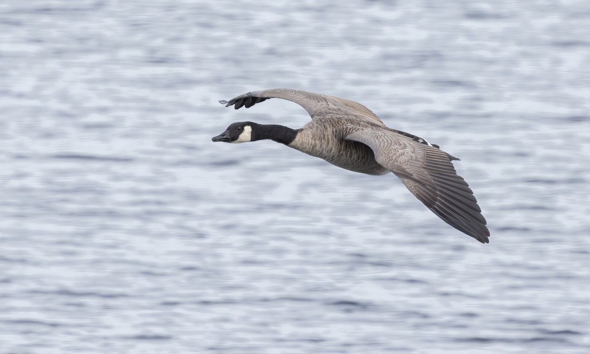 Canada Goose (moffitti/maxima) - Paul Fenwick