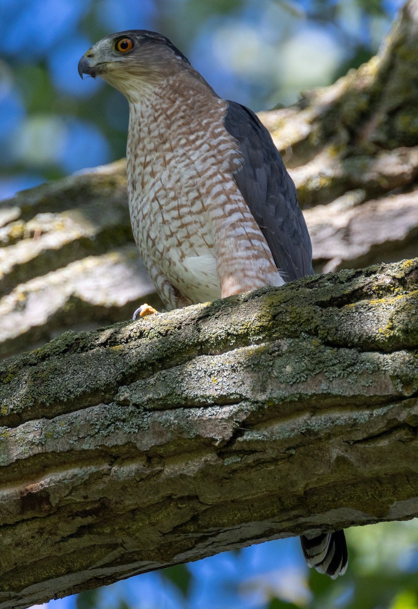 Cooper's Hawk - ML623900245