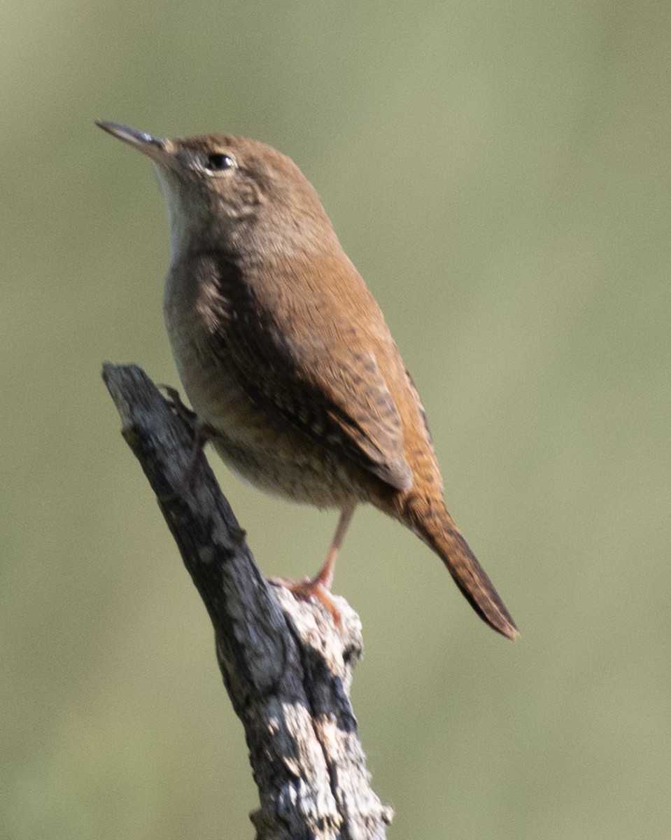 House Wren - ML623900249