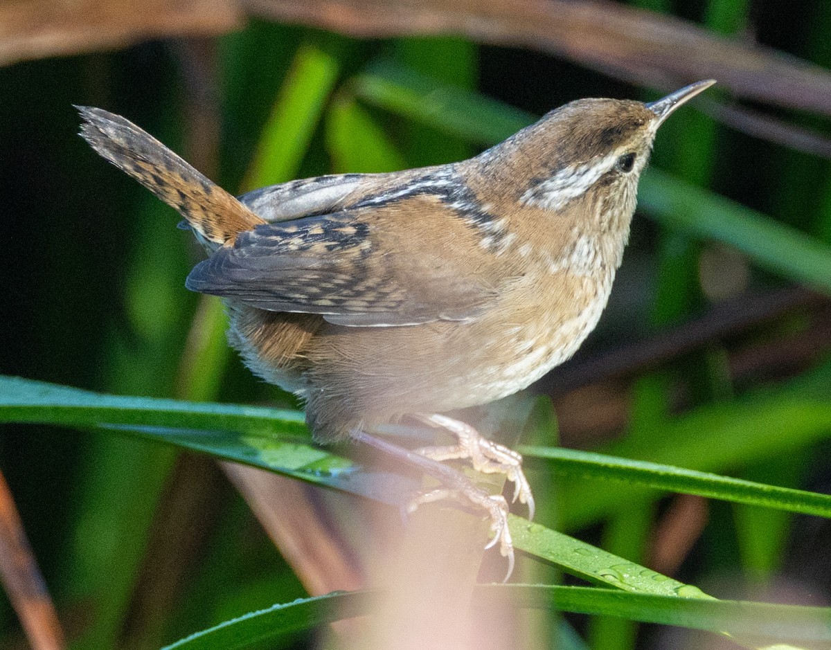 Marsh Wren - ML623900251