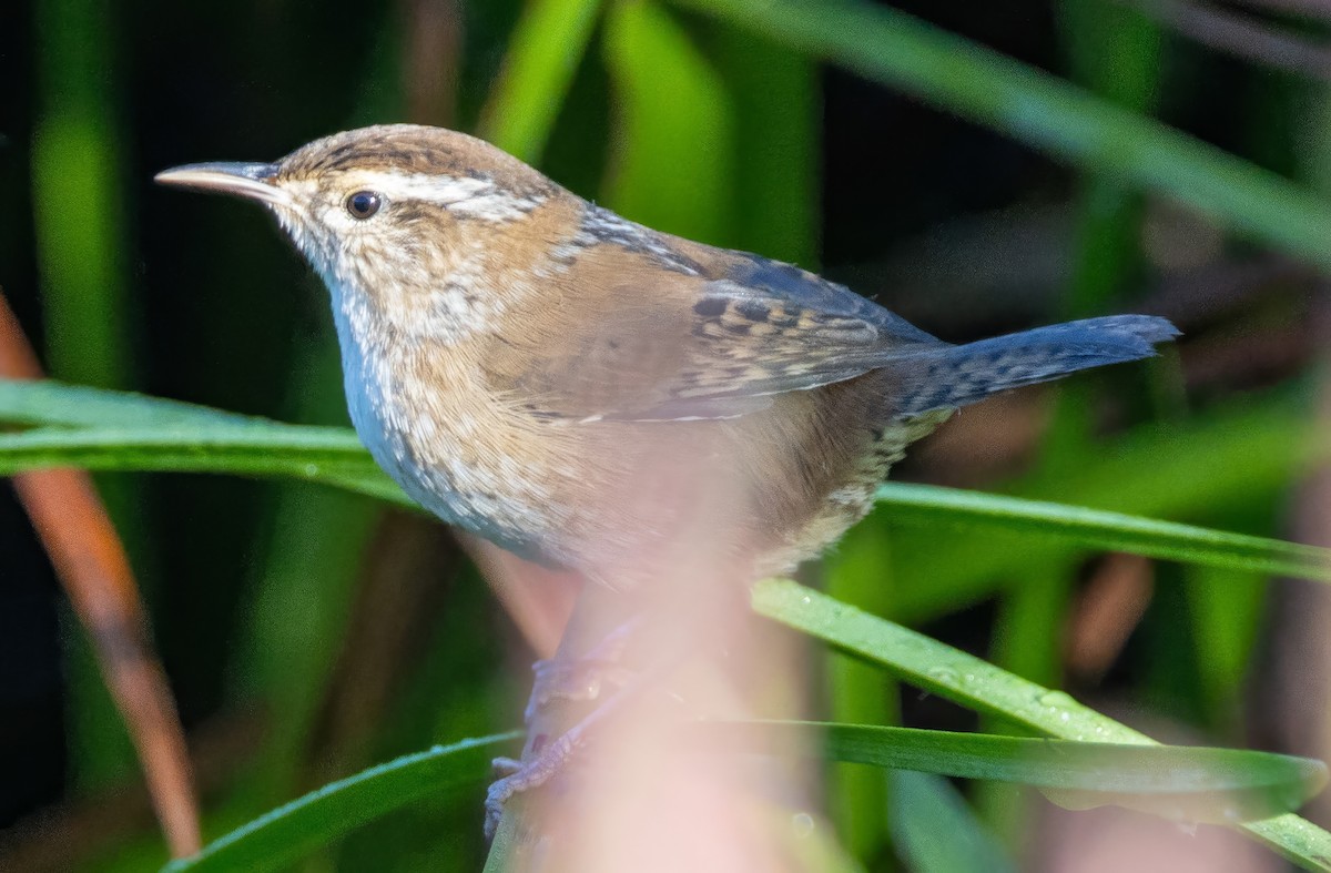 Marsh Wren - ML623900252