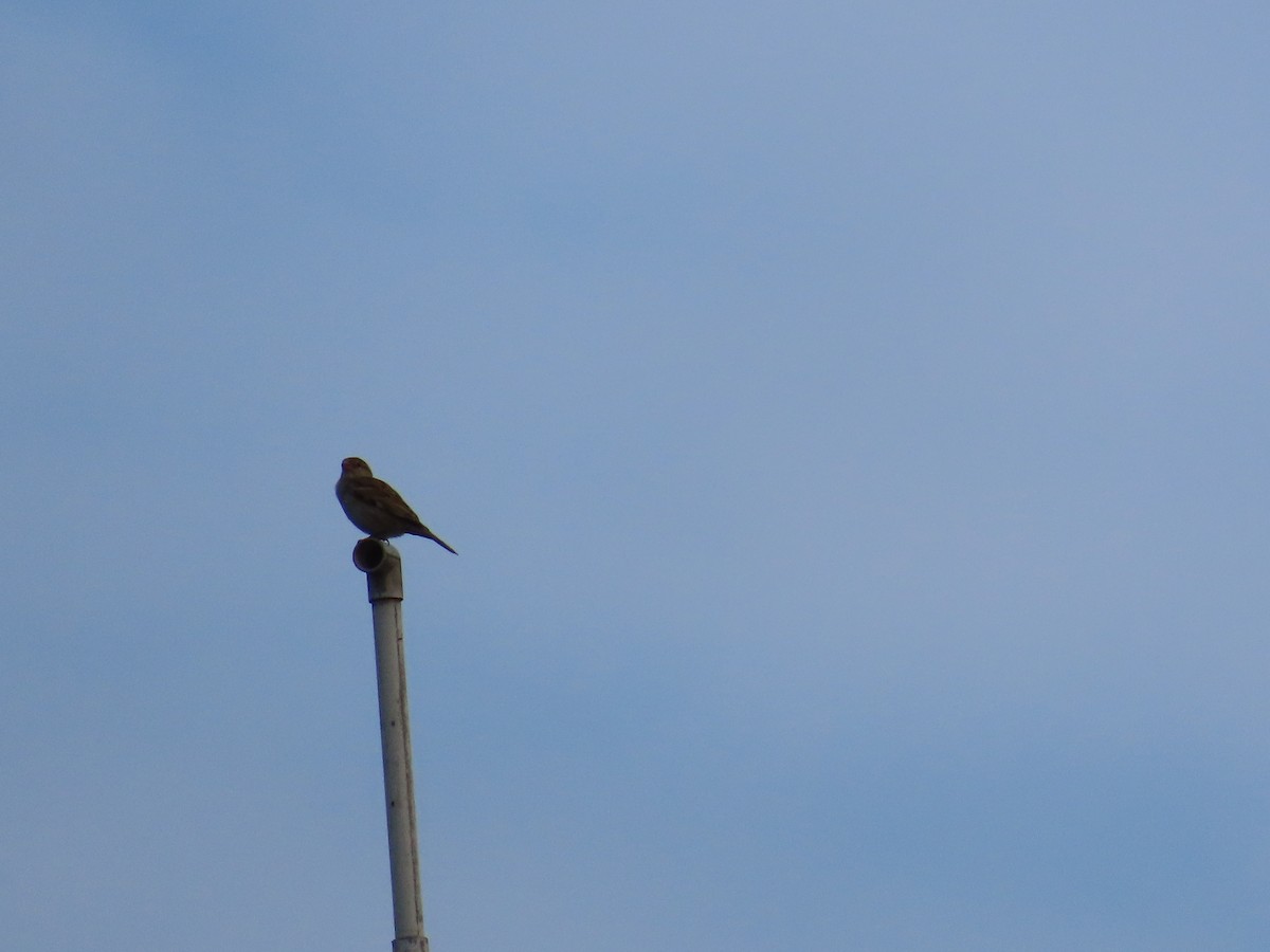 House Sparrow - ML623900256