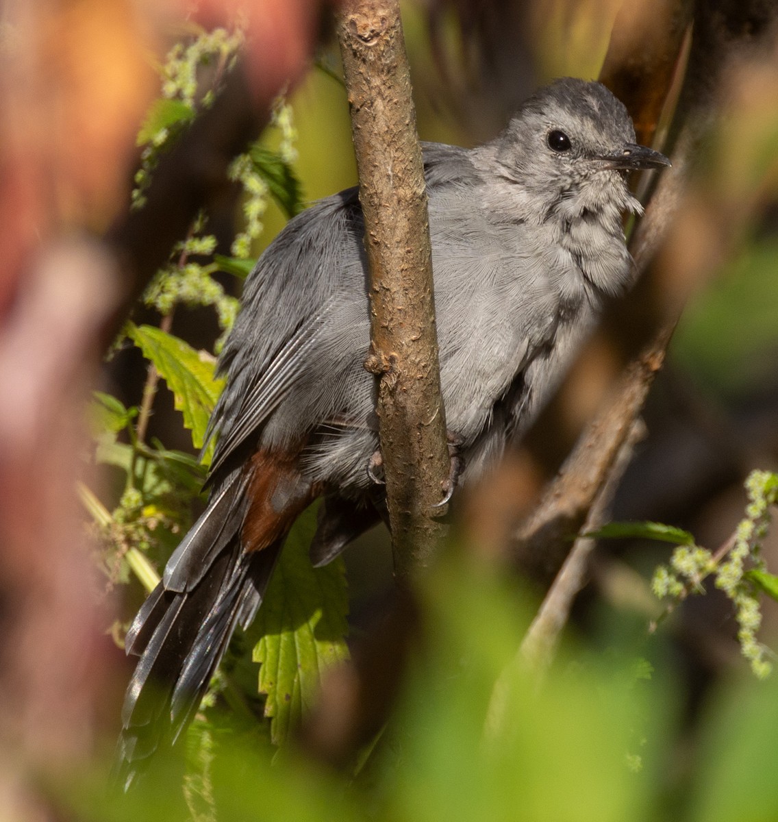 Gray Catbird - ML623900257