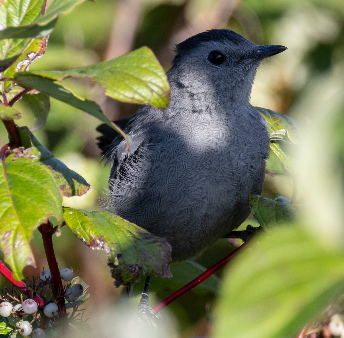 Gray Catbird - ML623900258