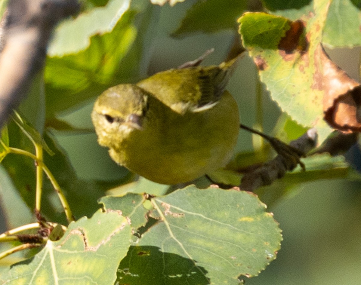 Tennessee Warbler - ML623900263