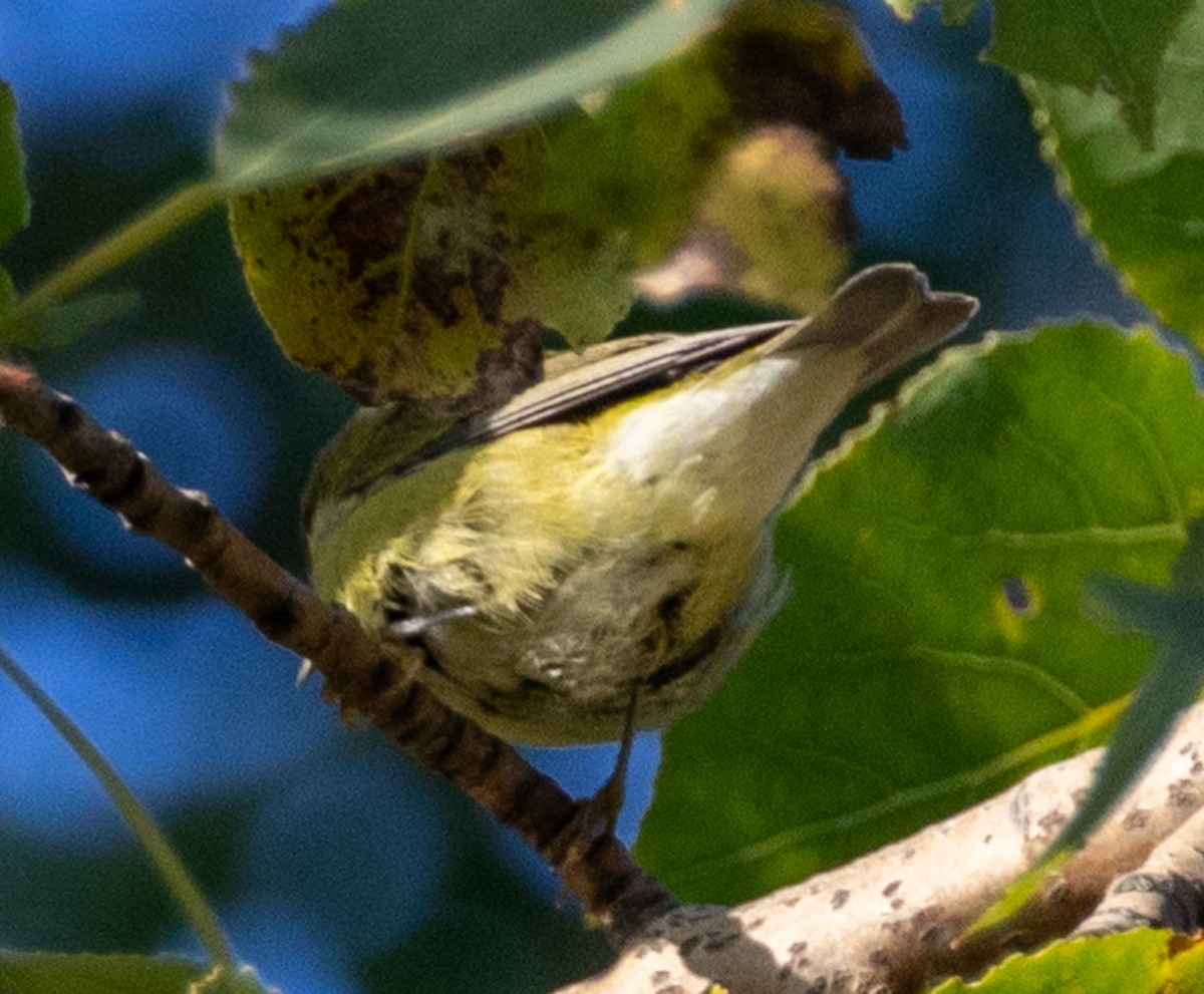 Tennessee Warbler - ML623900264