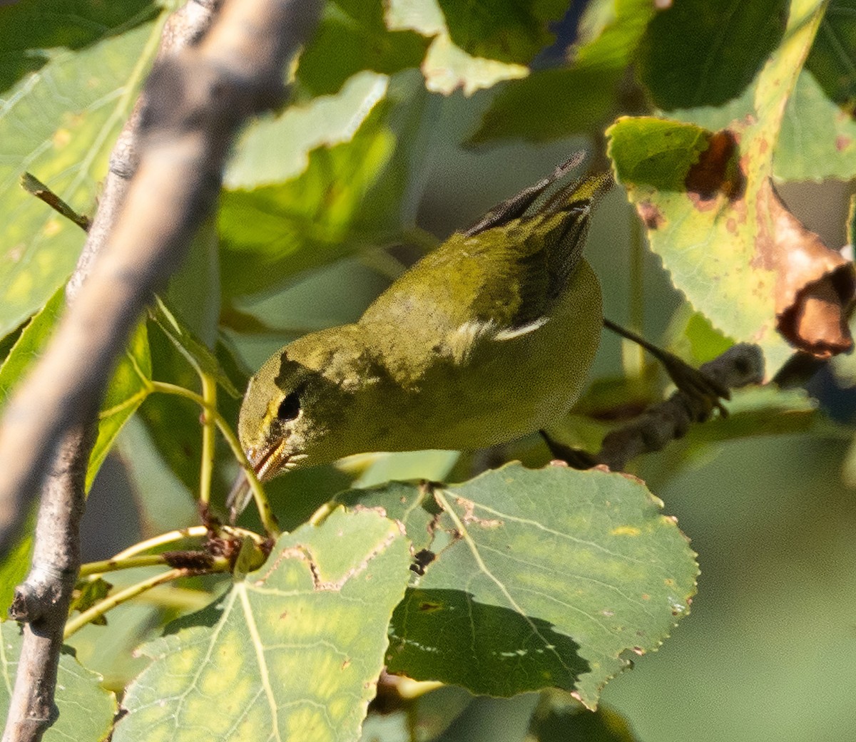 Tennessee Warbler - ML623900265